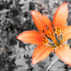 Tiger Lily